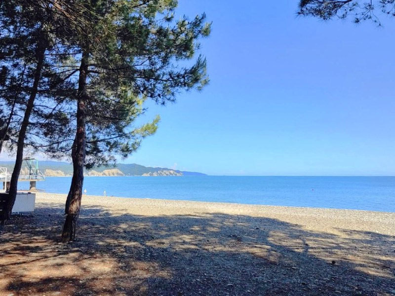 КАМЕЛИЯ фото 9